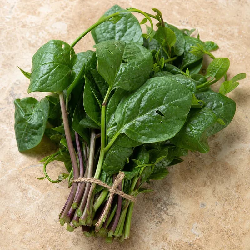 Mồng tơi vườn nhà